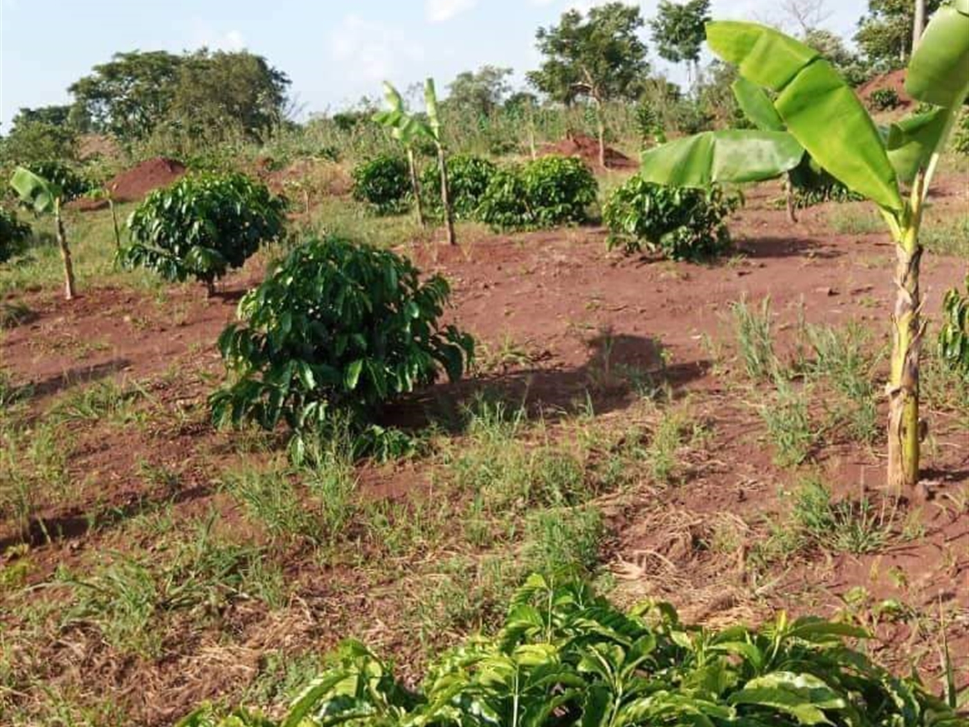 Multipurpose Land for sale in Wabigalo Nakasongola