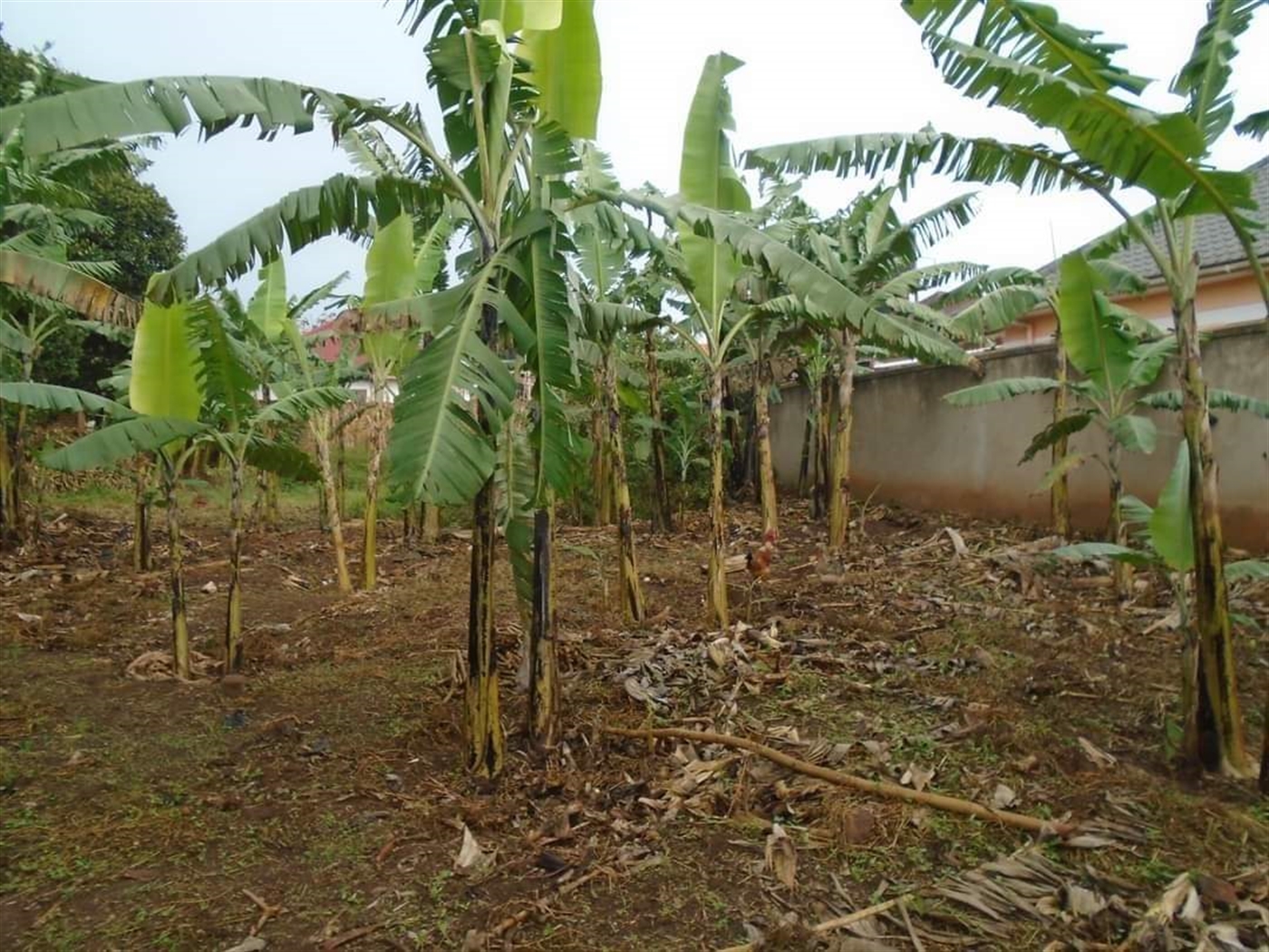 Residential Land for sale in Kira Wakiso