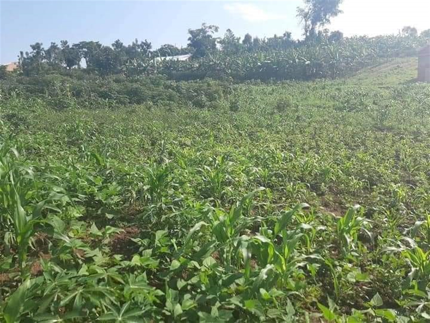 Residential Land for sale in Gayaza Wakiso