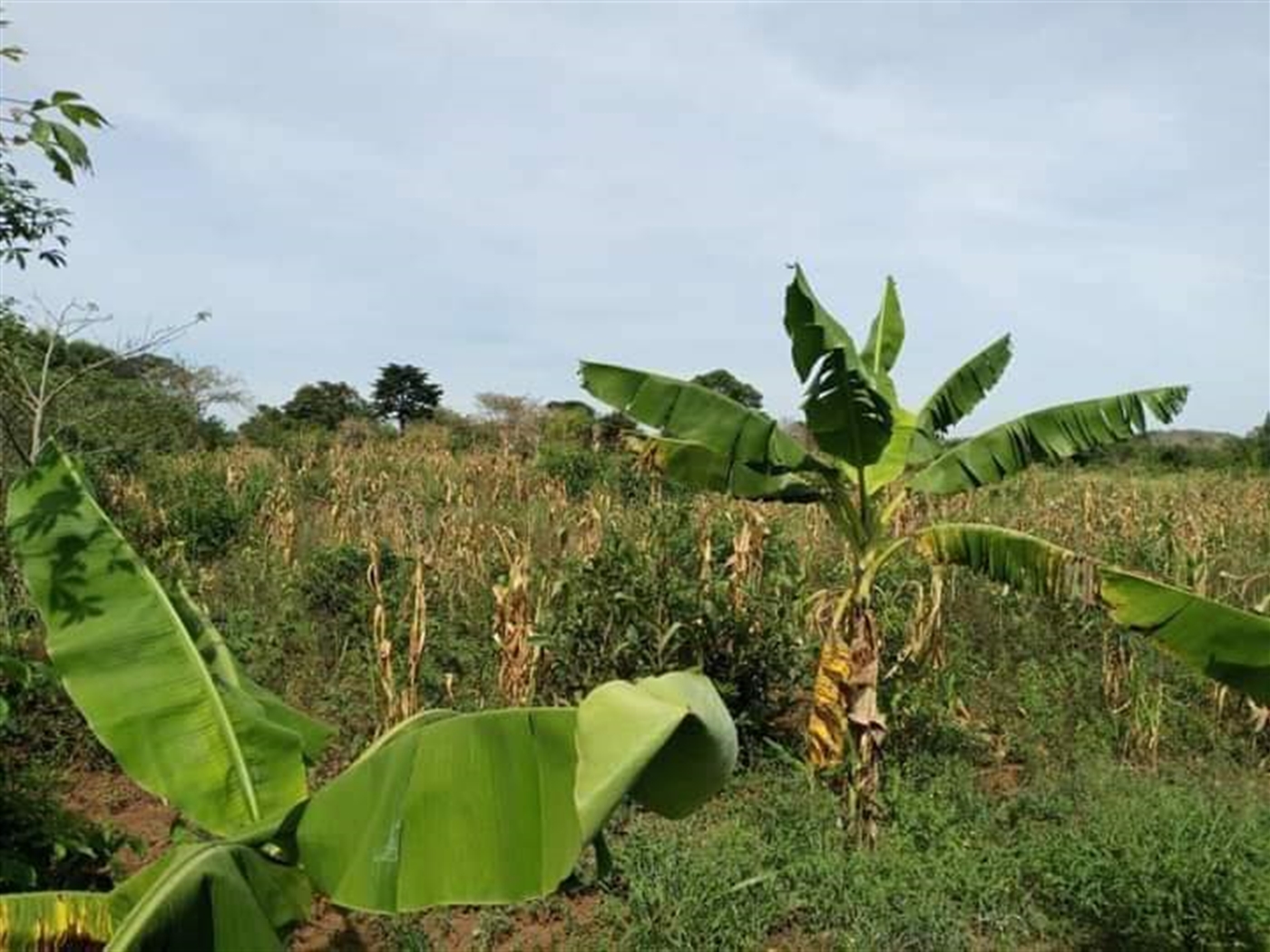 Agricultural Land for sale in Kimera Luweero
