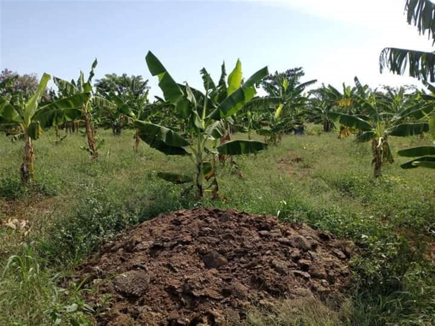 Agricultural Land for sale in Kimera Luweero