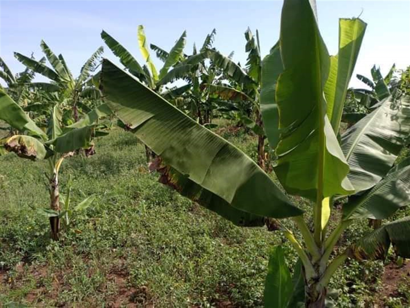 Agricultural Land for sale in Kimera Luweero
