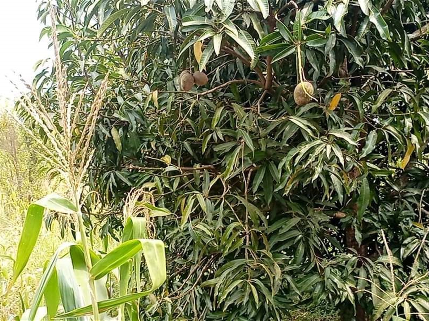 Agricultural Land for sale in Kakooge Luweero