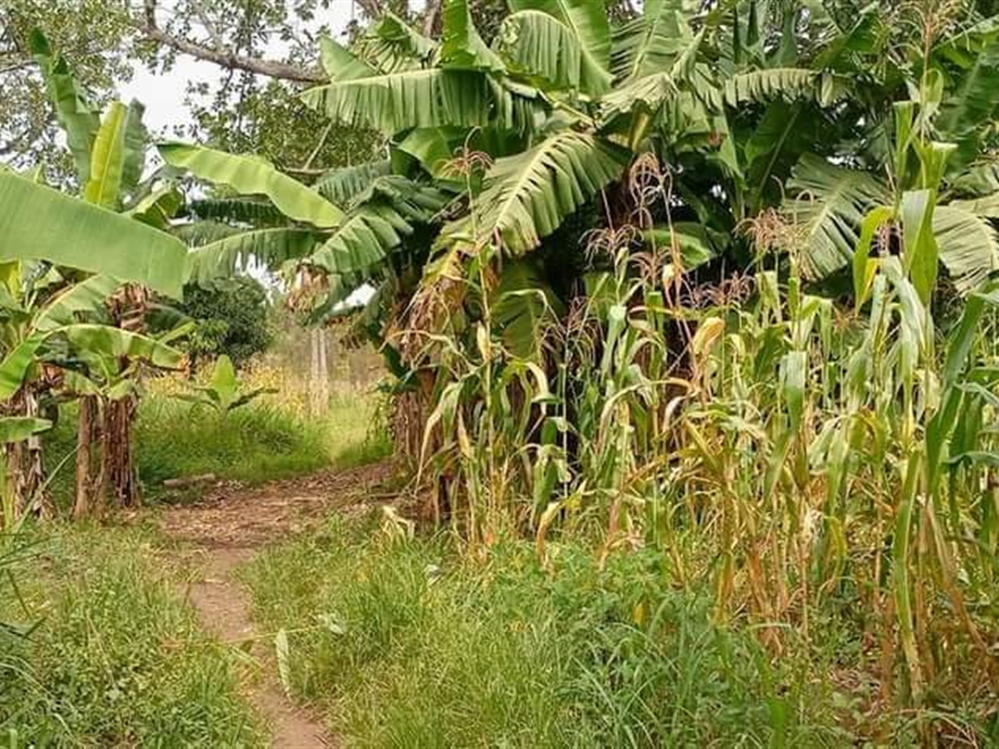 Agricultural Land for sale in Kakooge Luweero