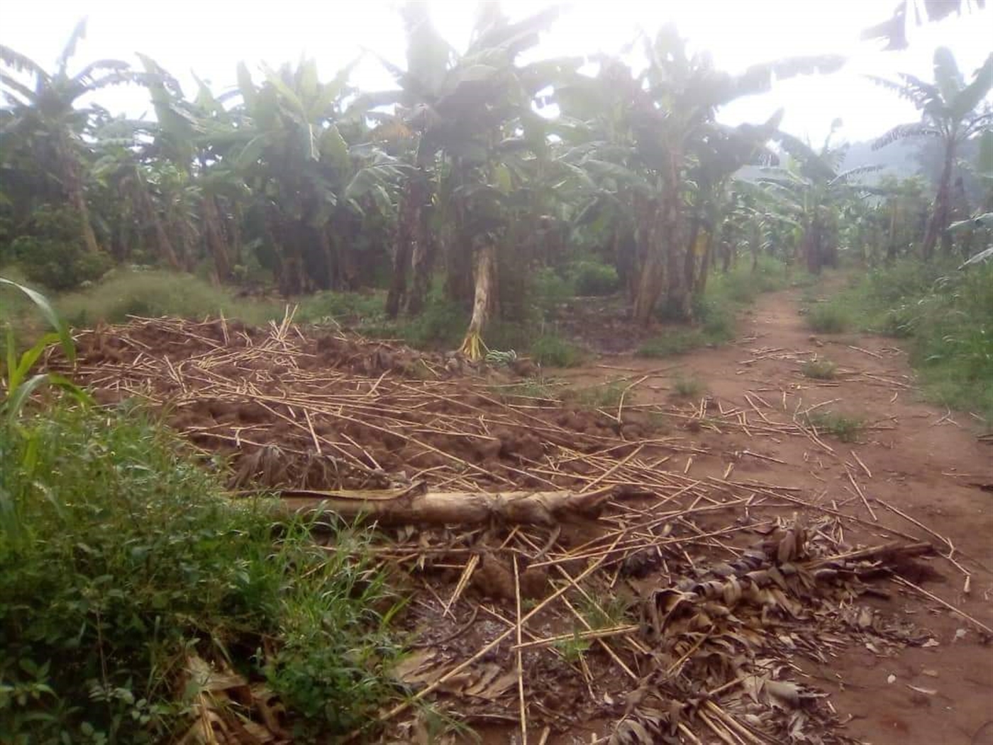 Agricultural Land for sale in Gayaza Wakiso