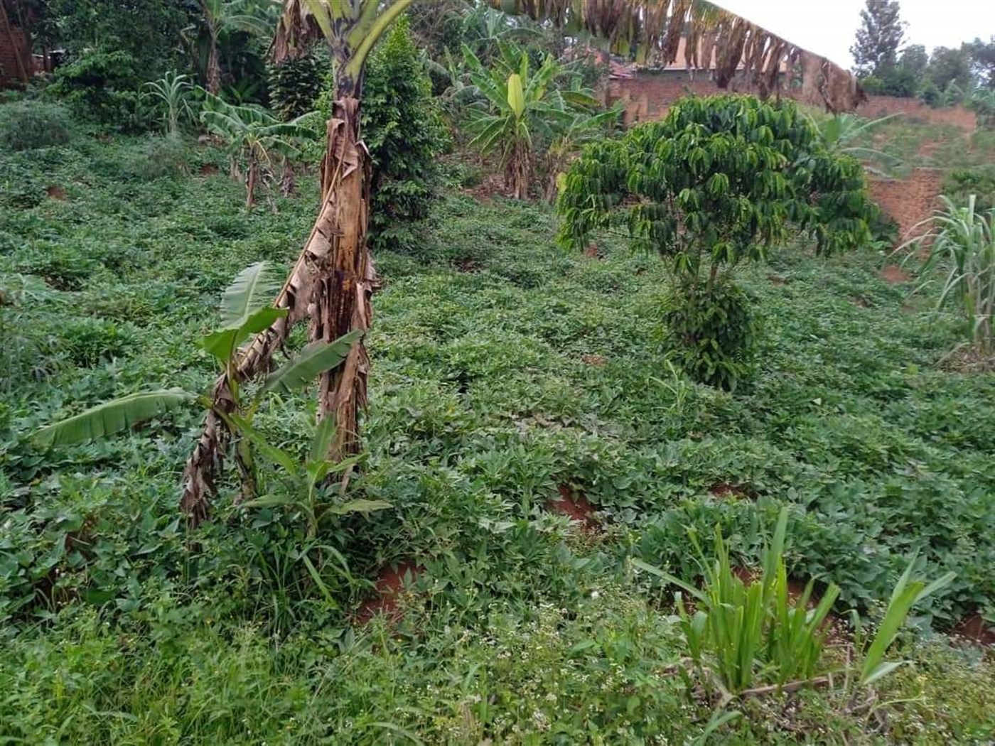 Residential Land for sale in Seeta Mukono