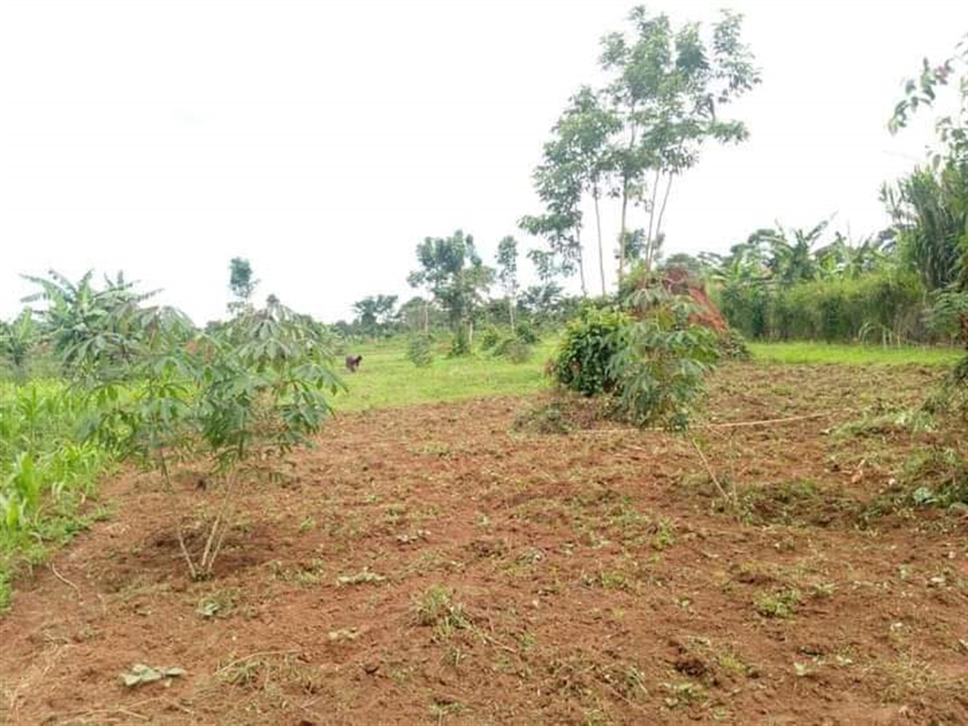 Residential Land for sale in Matugga Wakiso