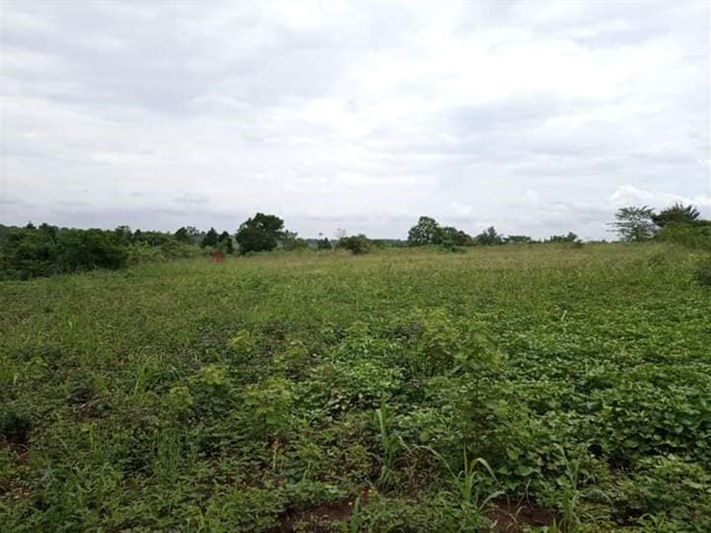 Residential Land for sale in Nakasajja Wakiso