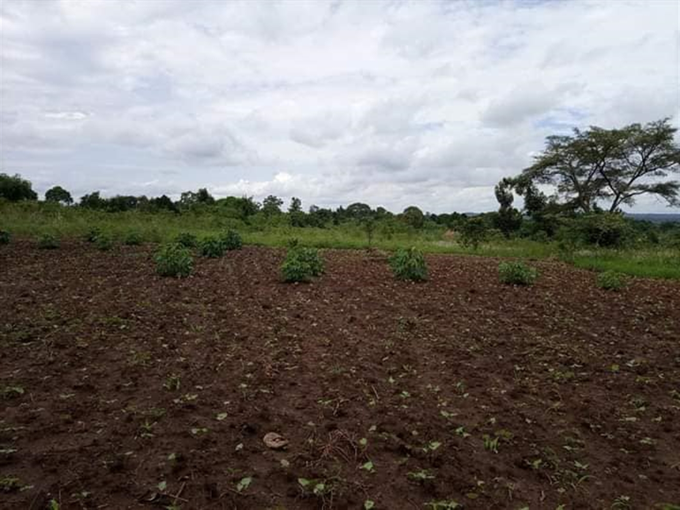 Residential Land for sale in Nakasajja Wakiso