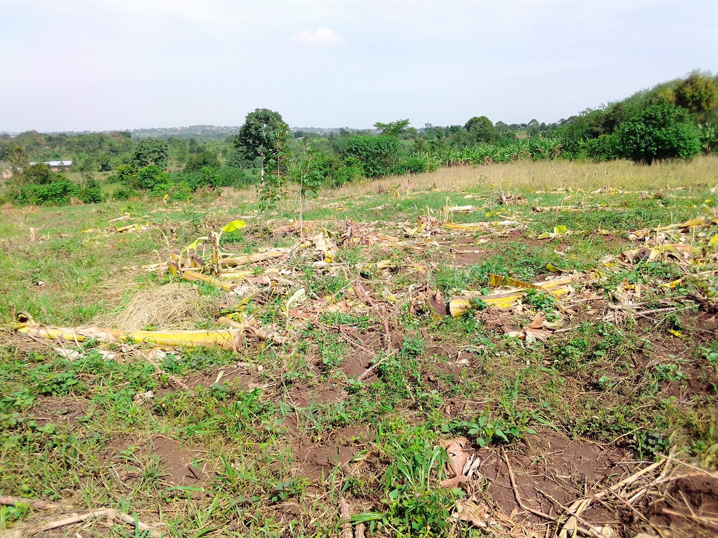 Multipurpose Land for sale in Busiika Wakiso