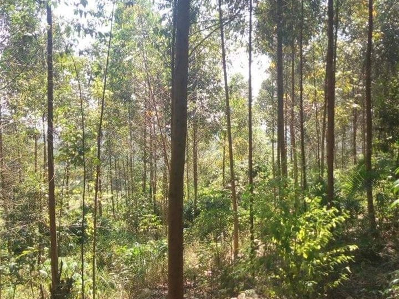 Agricultural Land for sale in Kikandwa Wakiso