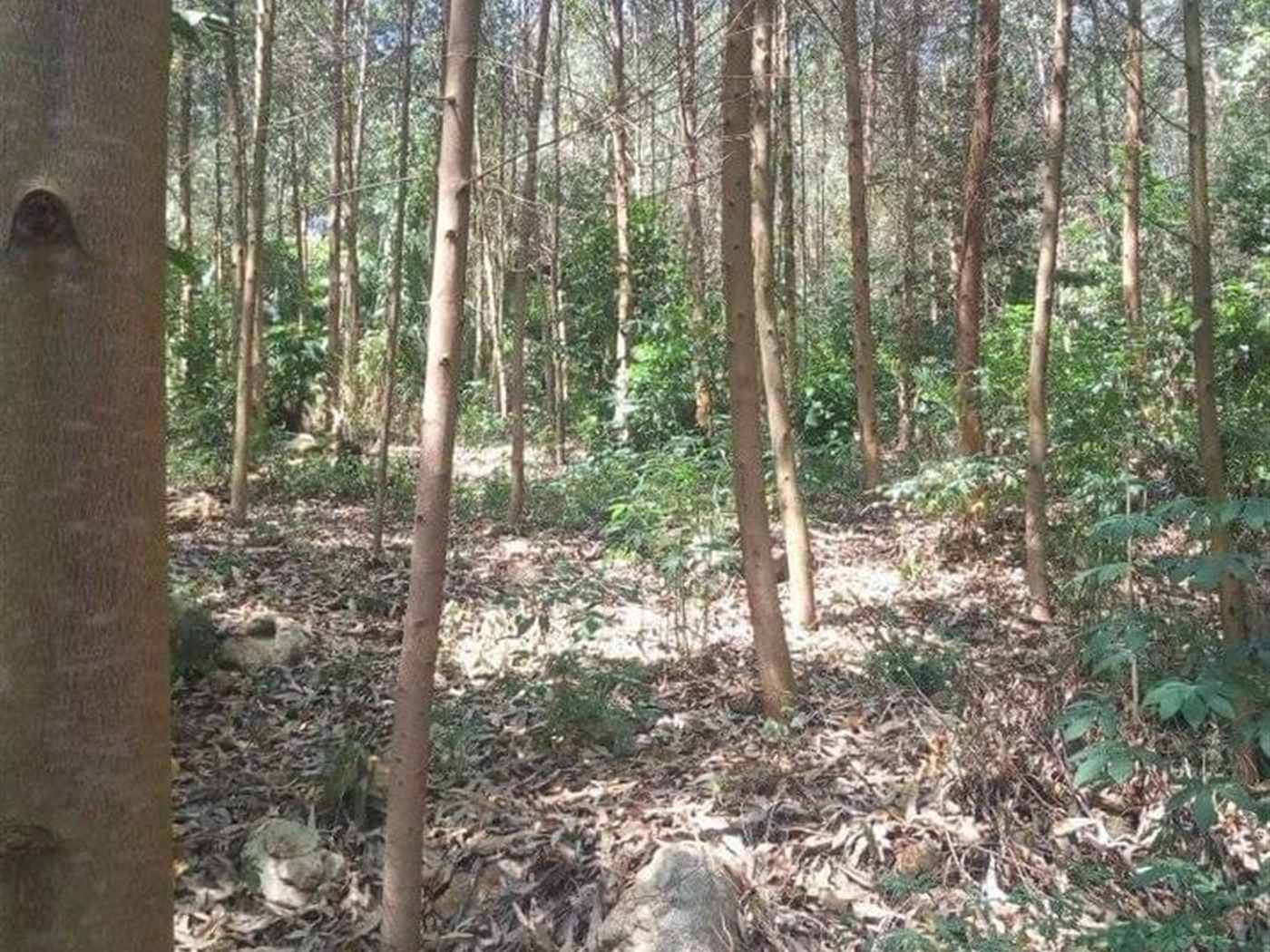 Agricultural Land for sale in Kikandwa Wakiso