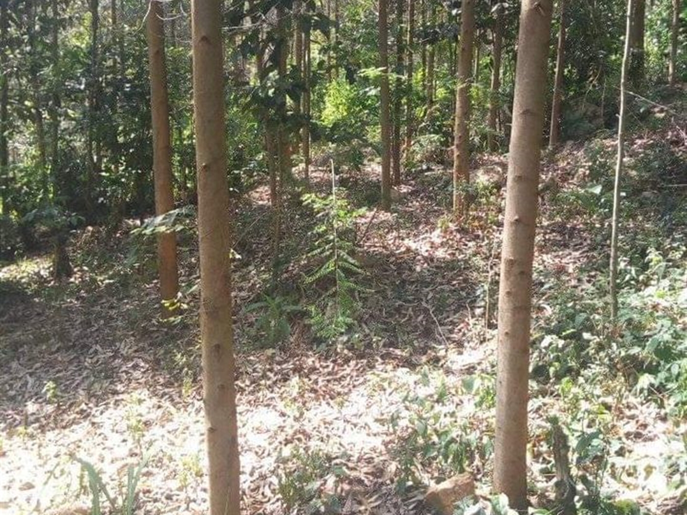 Agricultural Land for sale in Kikandwa Wakiso