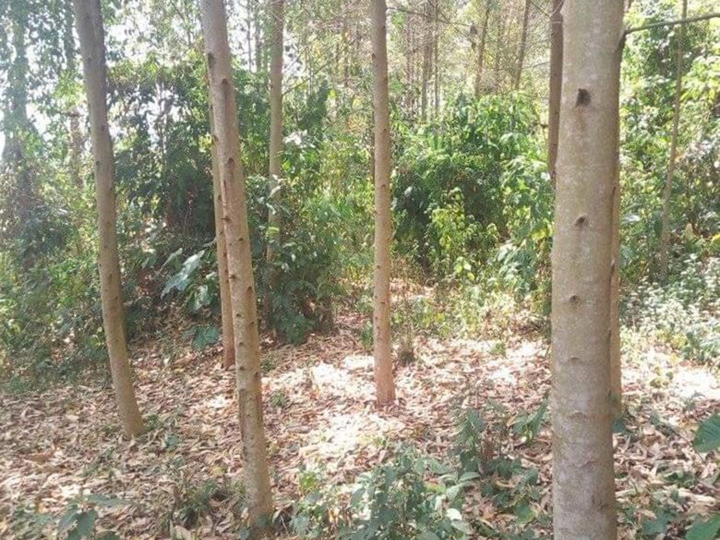 Agricultural Land for sale in Kikandwa Wakiso