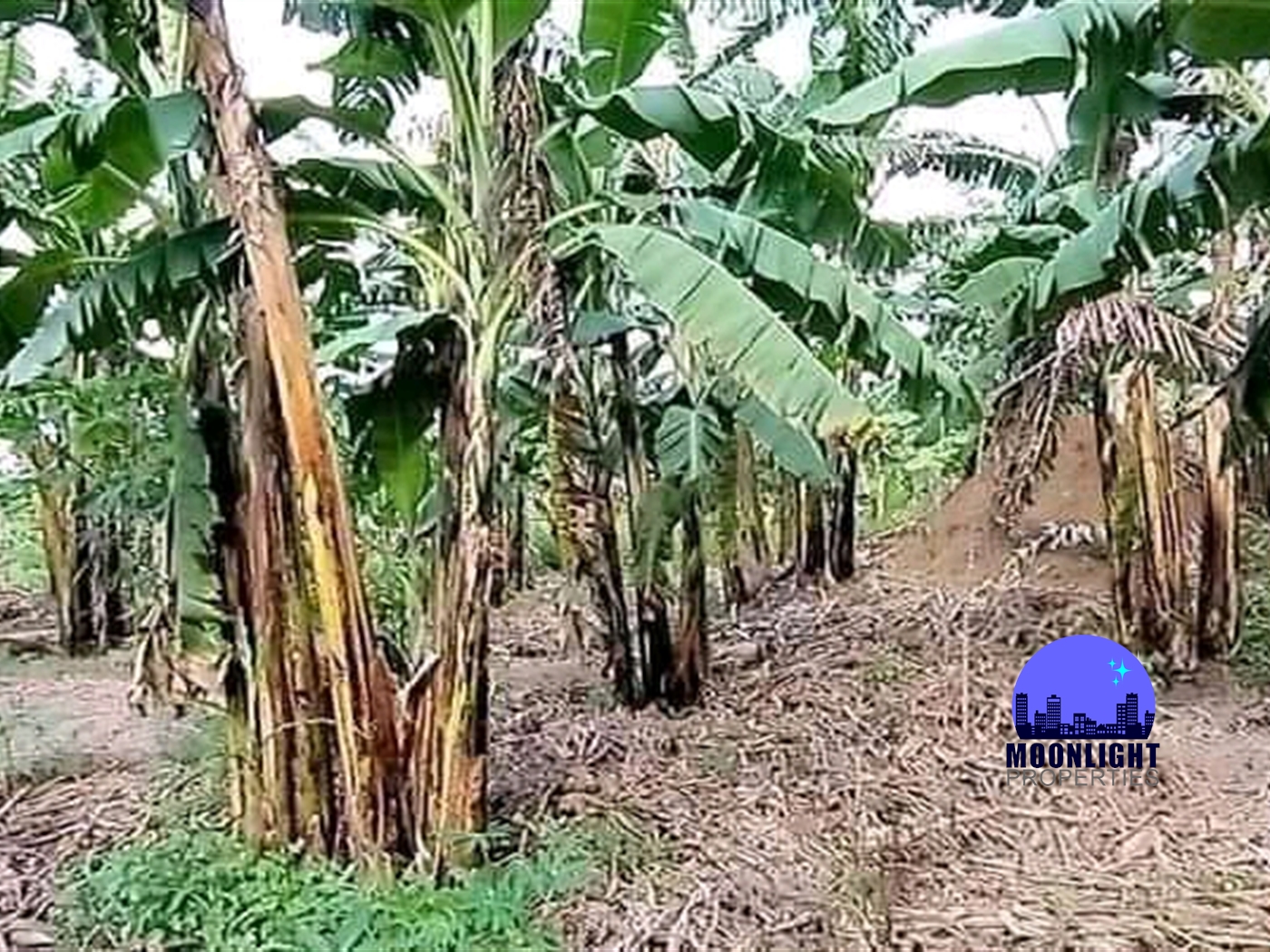 Agricultural Land for sale in Wabitungulu Luweero