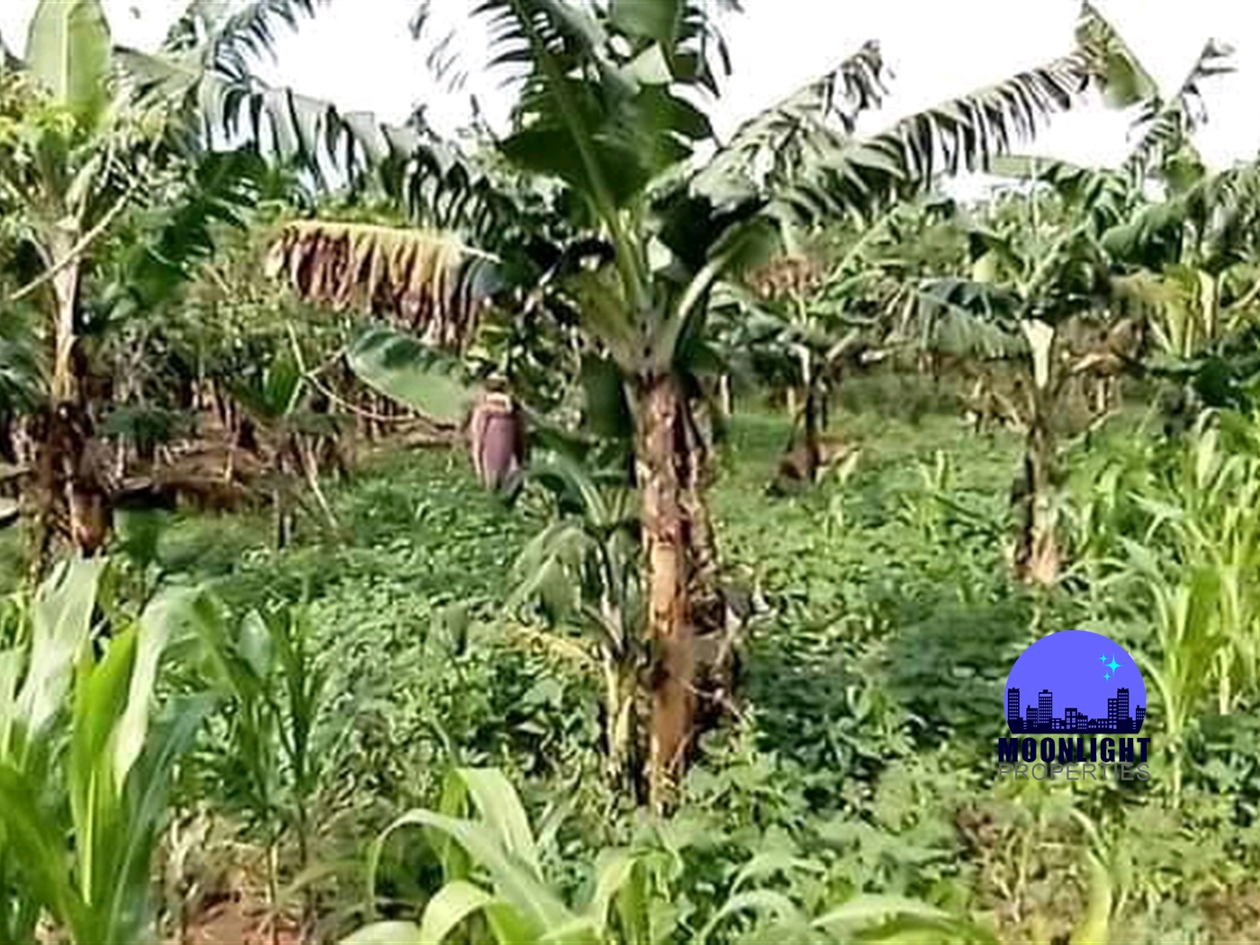 Agricultural Land for sale in Wabitungulu Luweero