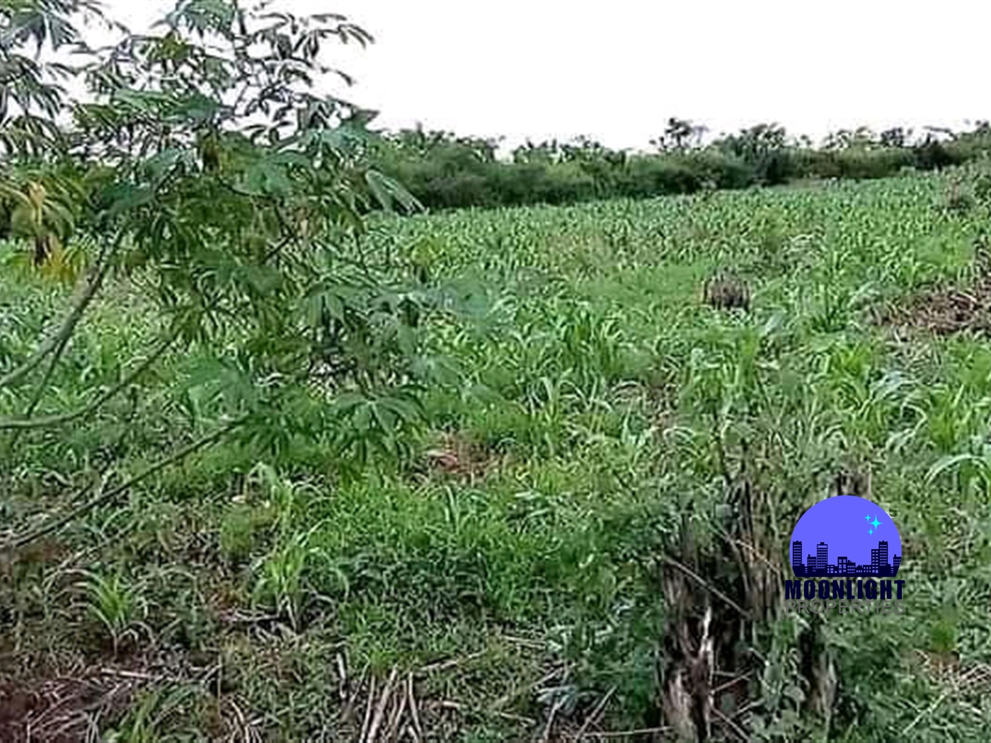 Agricultural Land for sale in Wabitungulu Luweero