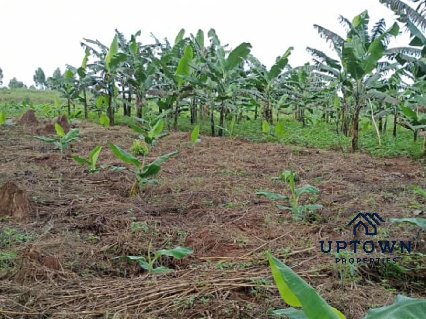 Multipurpose Land for sale in Bukeelele Mukono