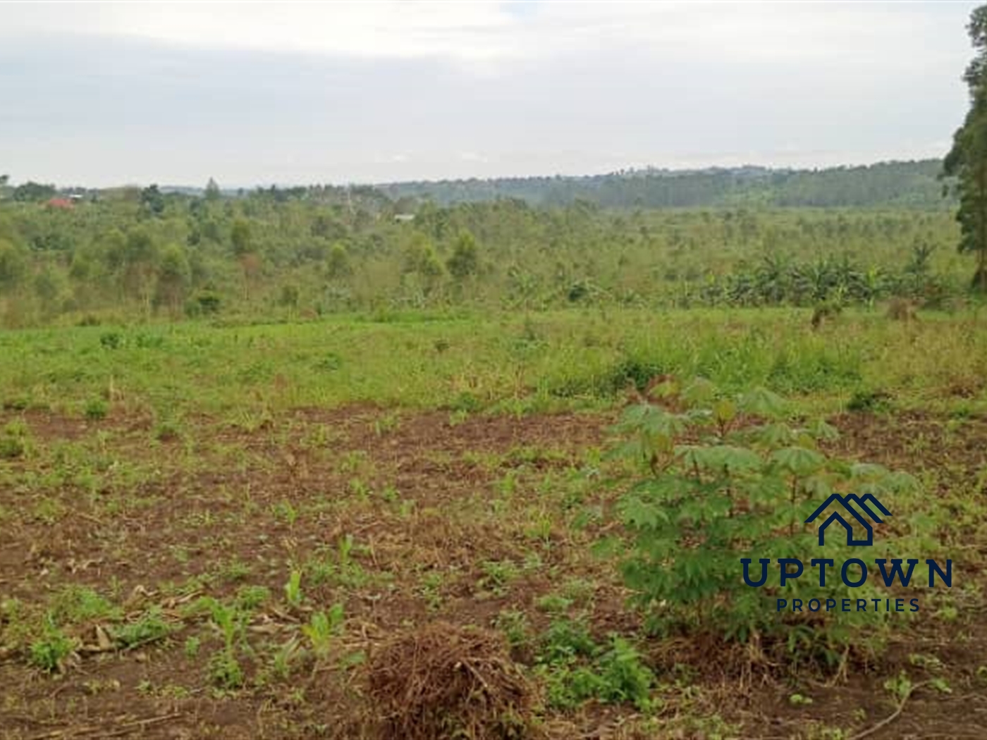 Multipurpose Land for sale in Bukeelele Mukono