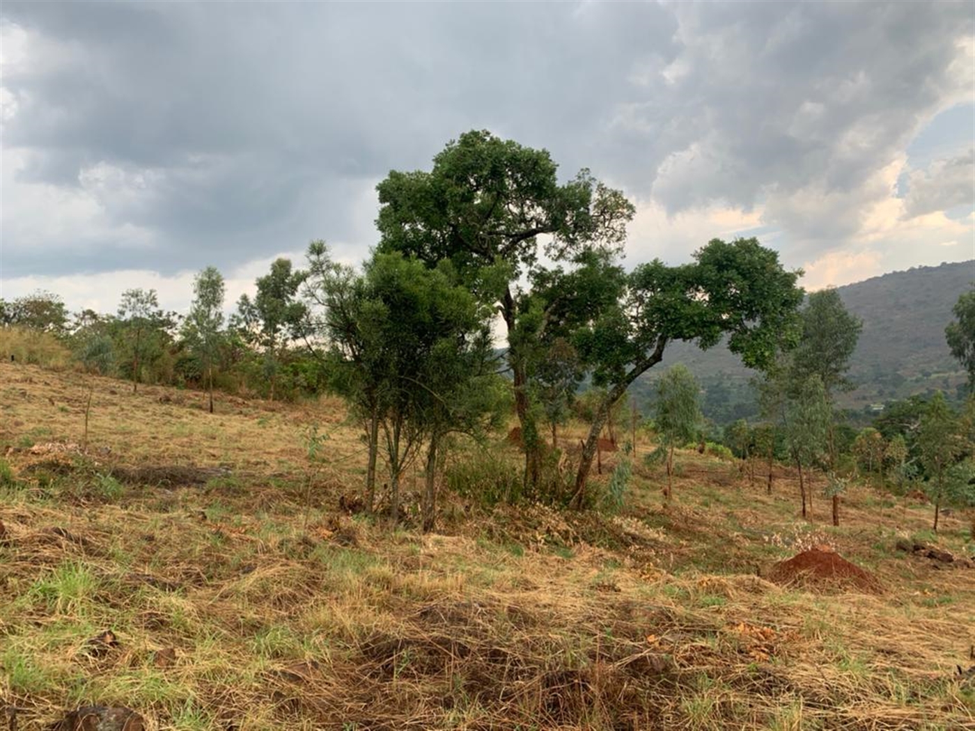 Multipurpose Land for sale in Nakaseeta Kiboga