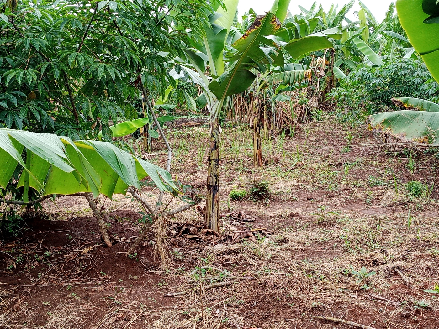 Agricultural Land for sale in Ziloobwe Luweero