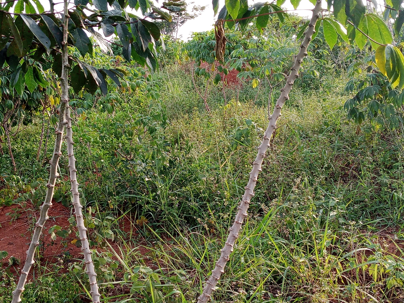 Agricultural Land for sale in Wabitungulu Luweero