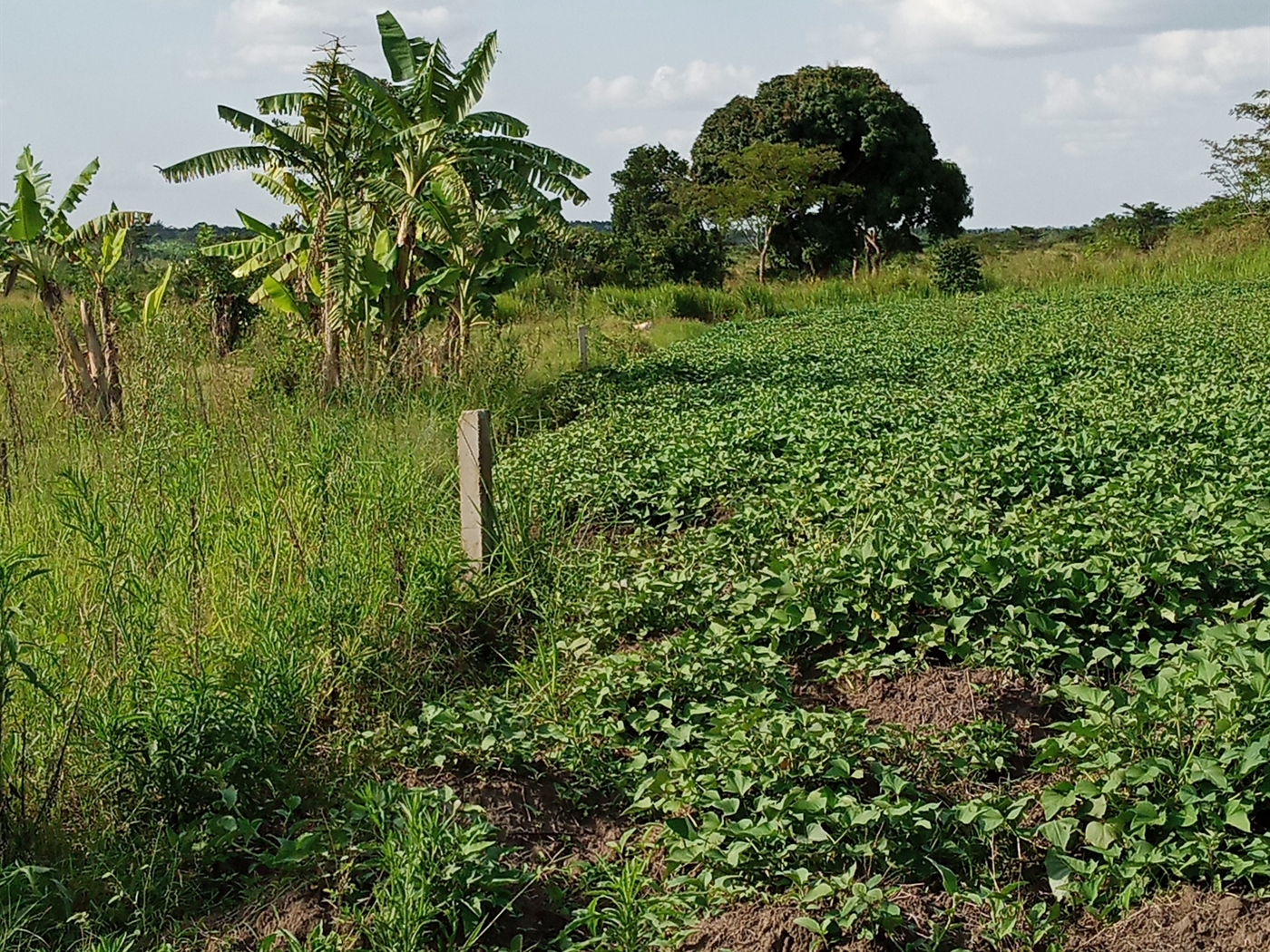 Agricultural Land for sale in Ziloobwe Luweero