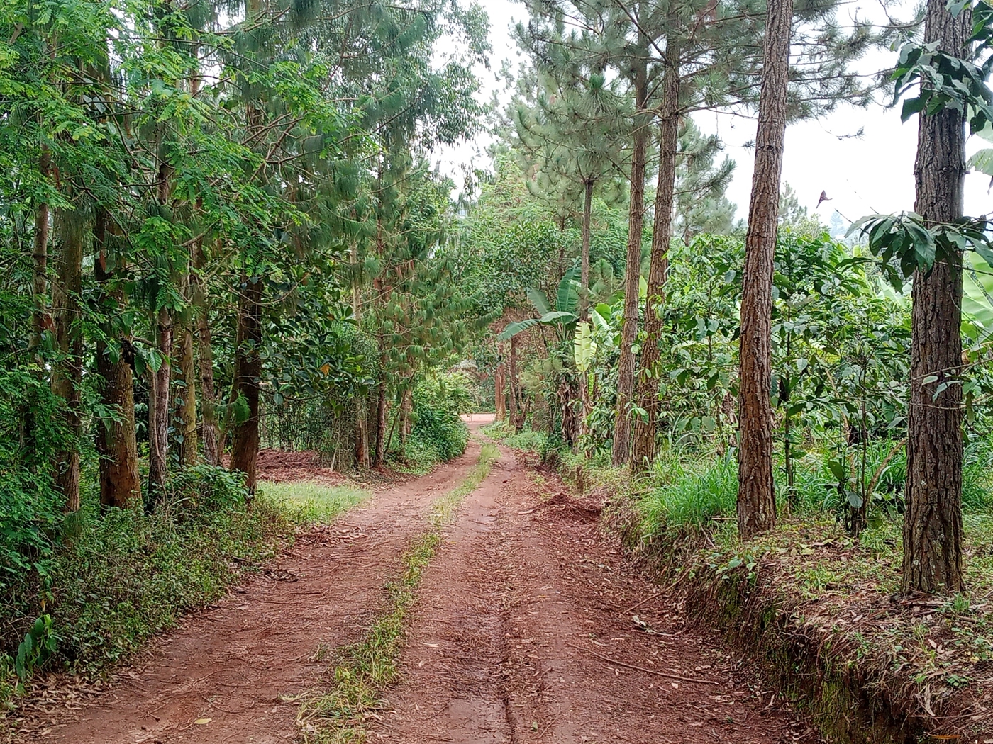 Residential Land for sale in Muyomba Wakiso