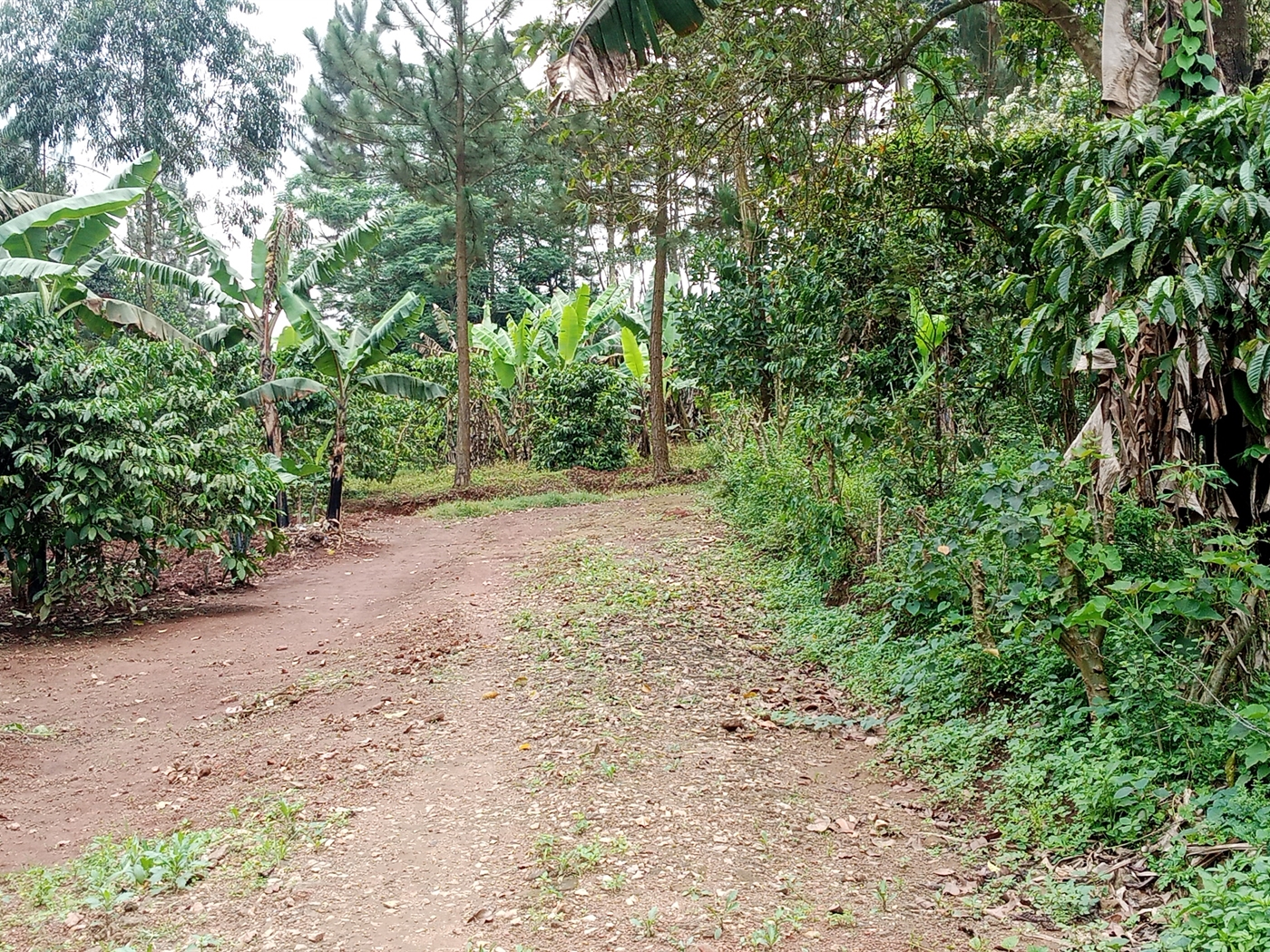 Residential Land for sale in Muyomba Wakiso