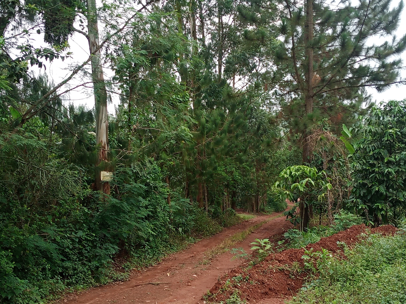 Residential Land for sale in Muyomba Wakiso
