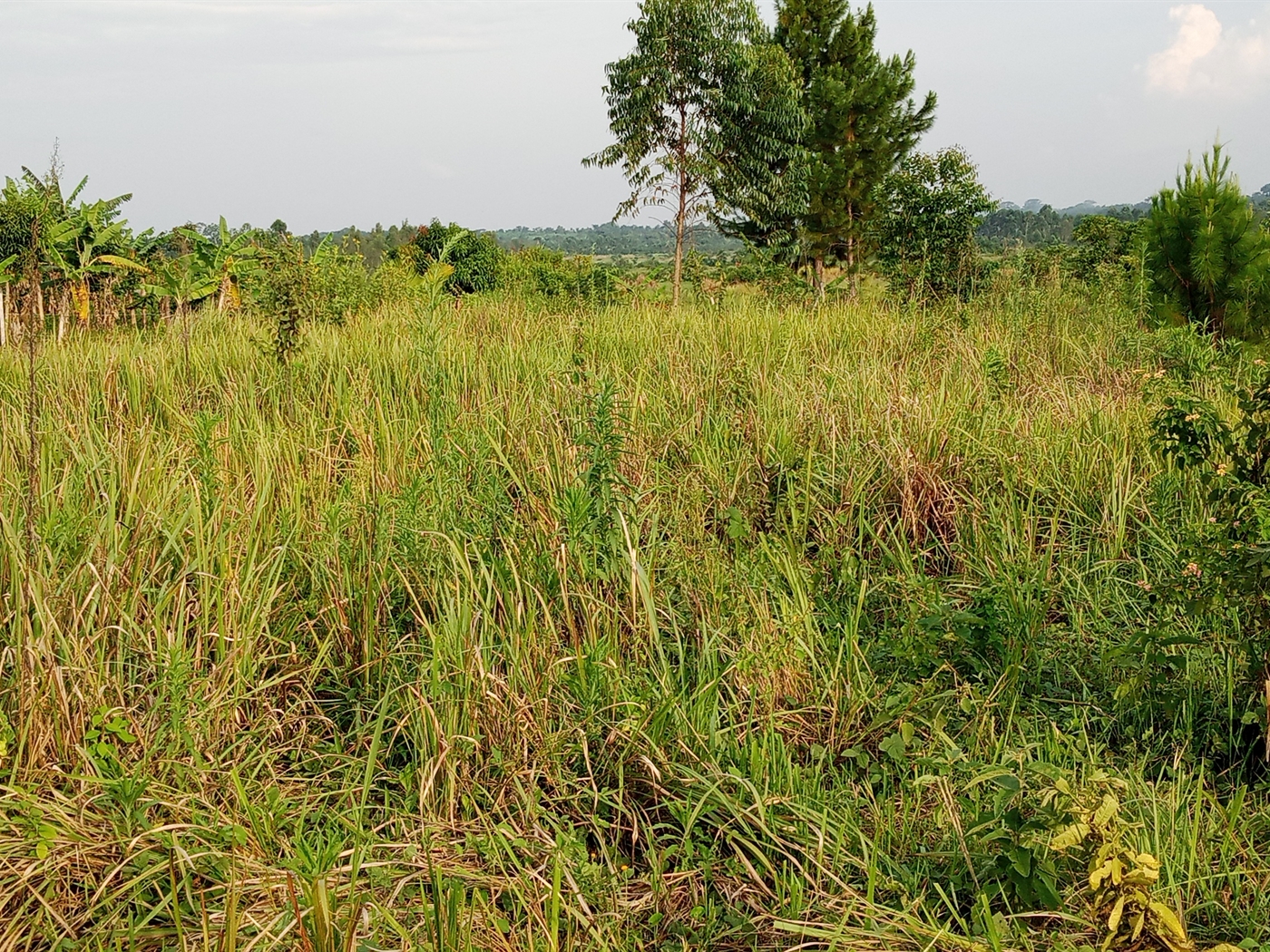 Agricultural Land for sale in Vumba Luwero