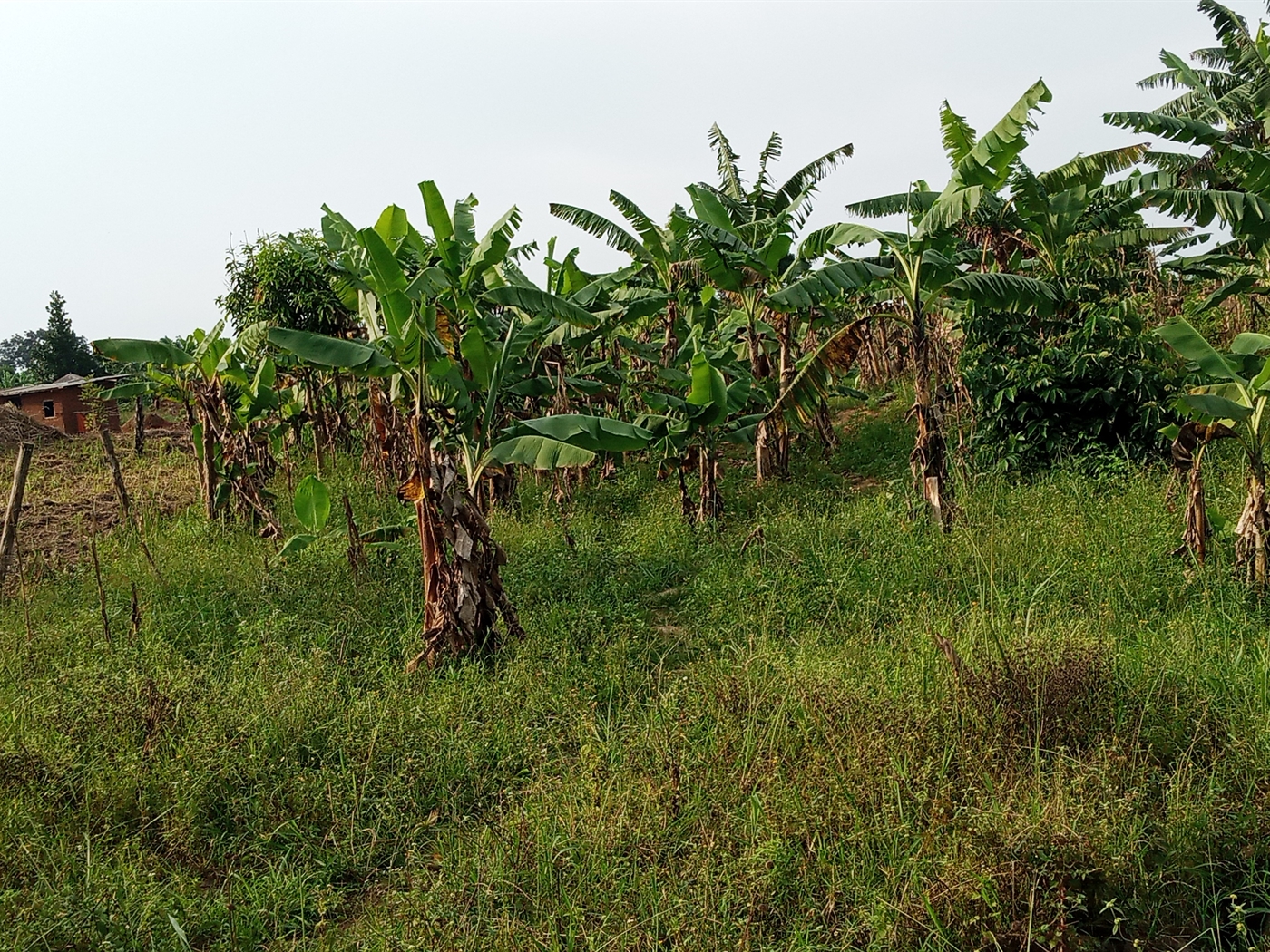 Agricultural Land for sale in Vumba Luwero