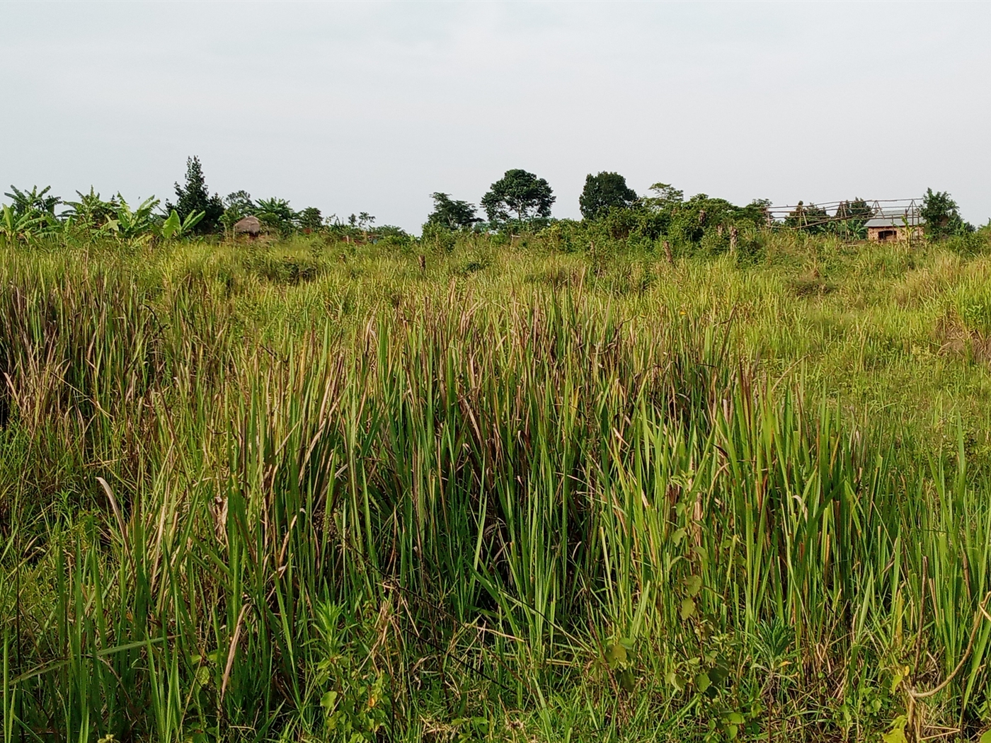 Agricultural Land for sale in Vvumba Luweero