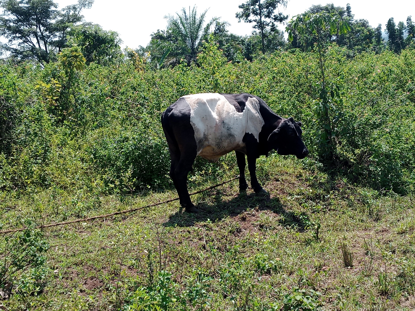 Agricultural Land for sale in Ziloobwe Luweero