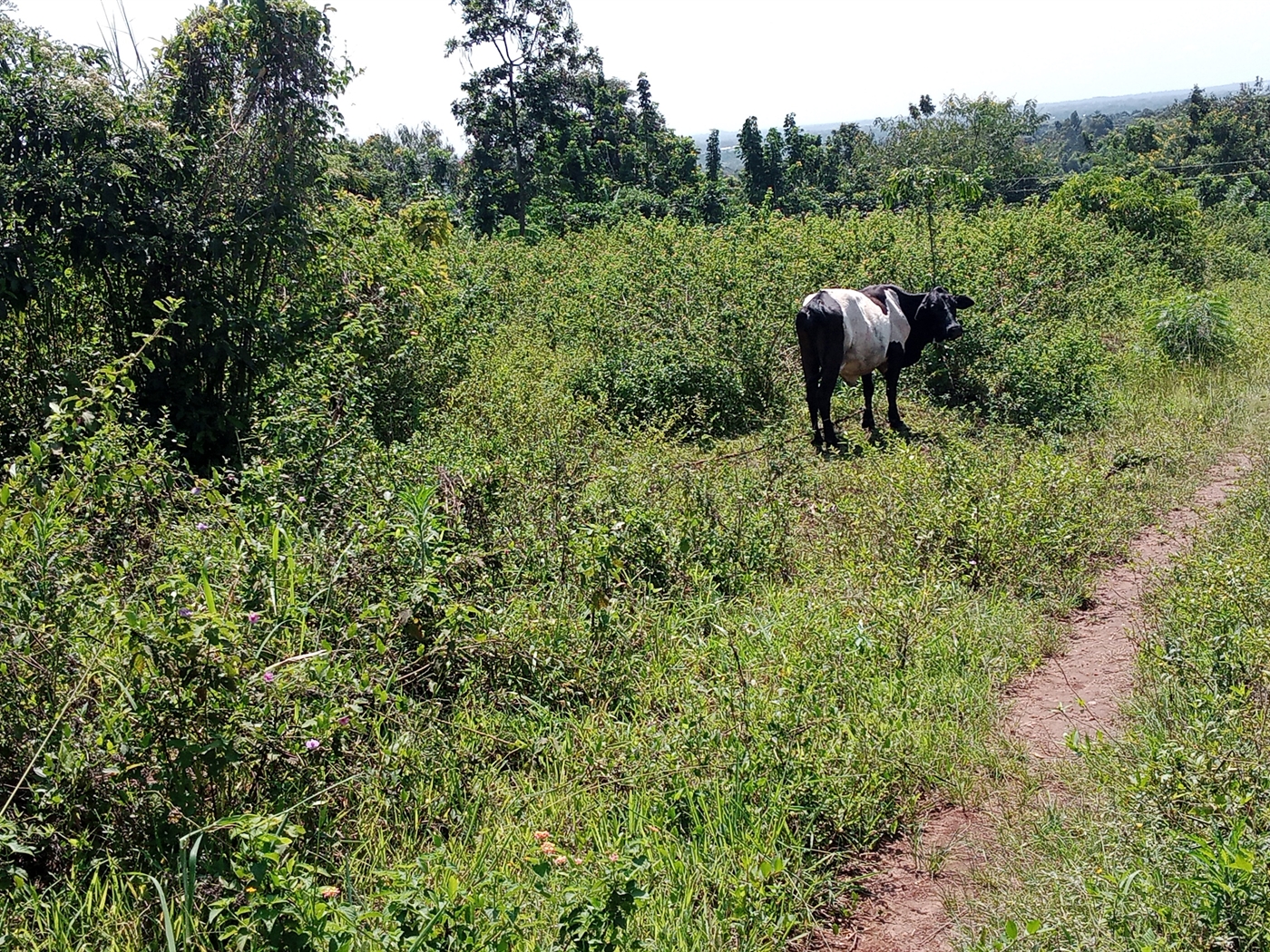 Agricultural Land for sale in Ziloobwe Luweero