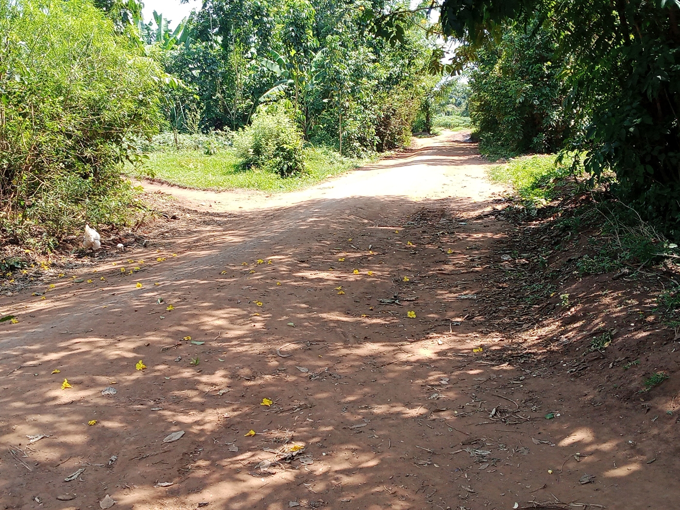 Agricultural Land for sale in Ziloobwe Luweero