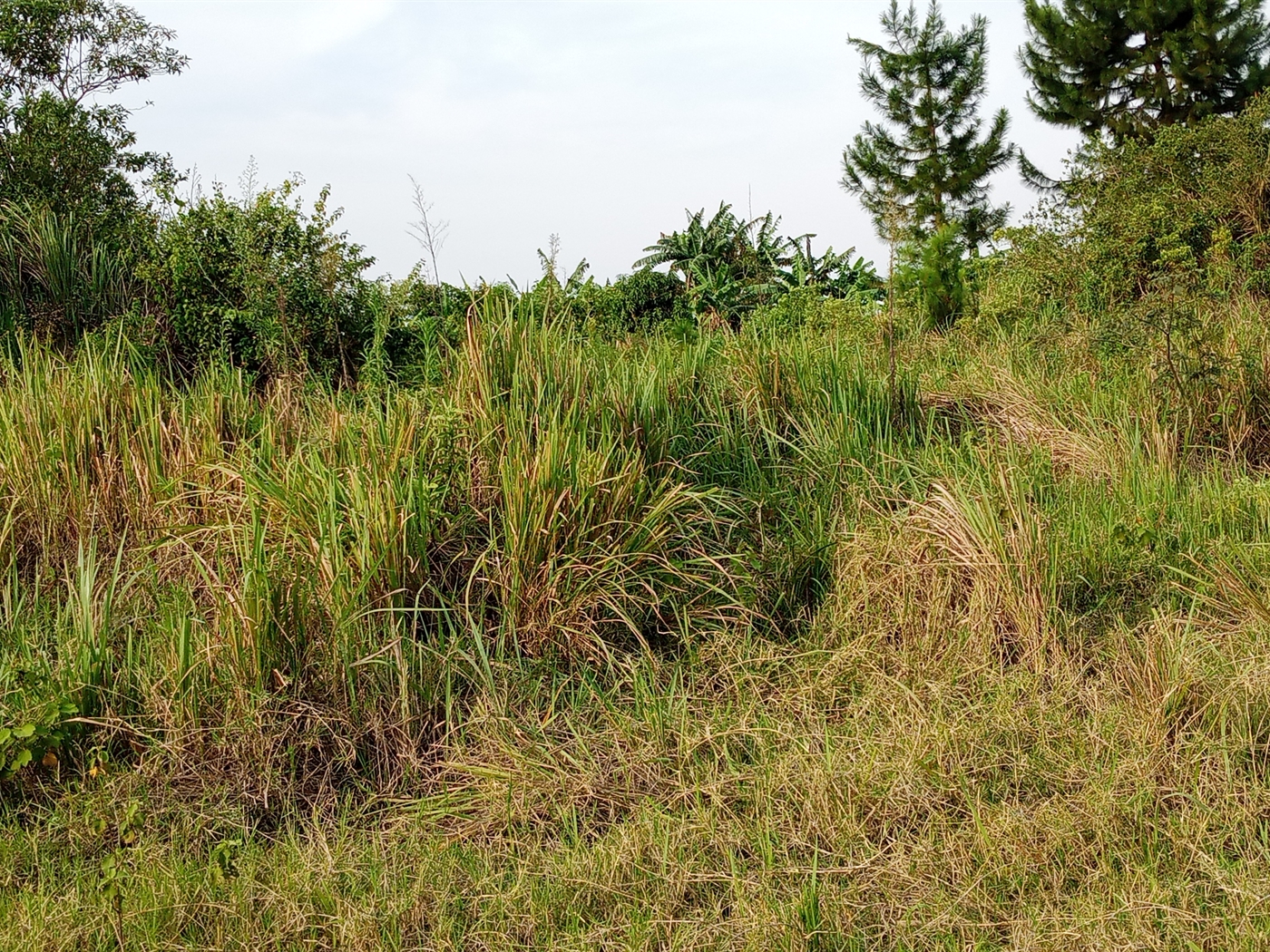 Agricultural Land for sale in Ziloobwe Luweero