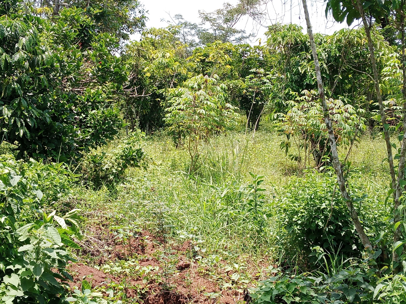 Agricultural Land for sale in Ziloobwe Luweero