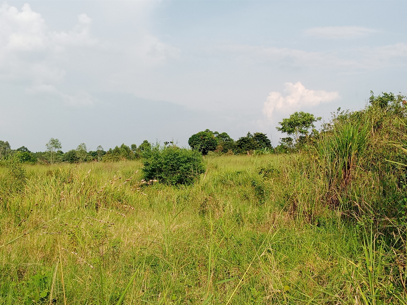 Agricultural Land for sale in Ziloobwe Luweero