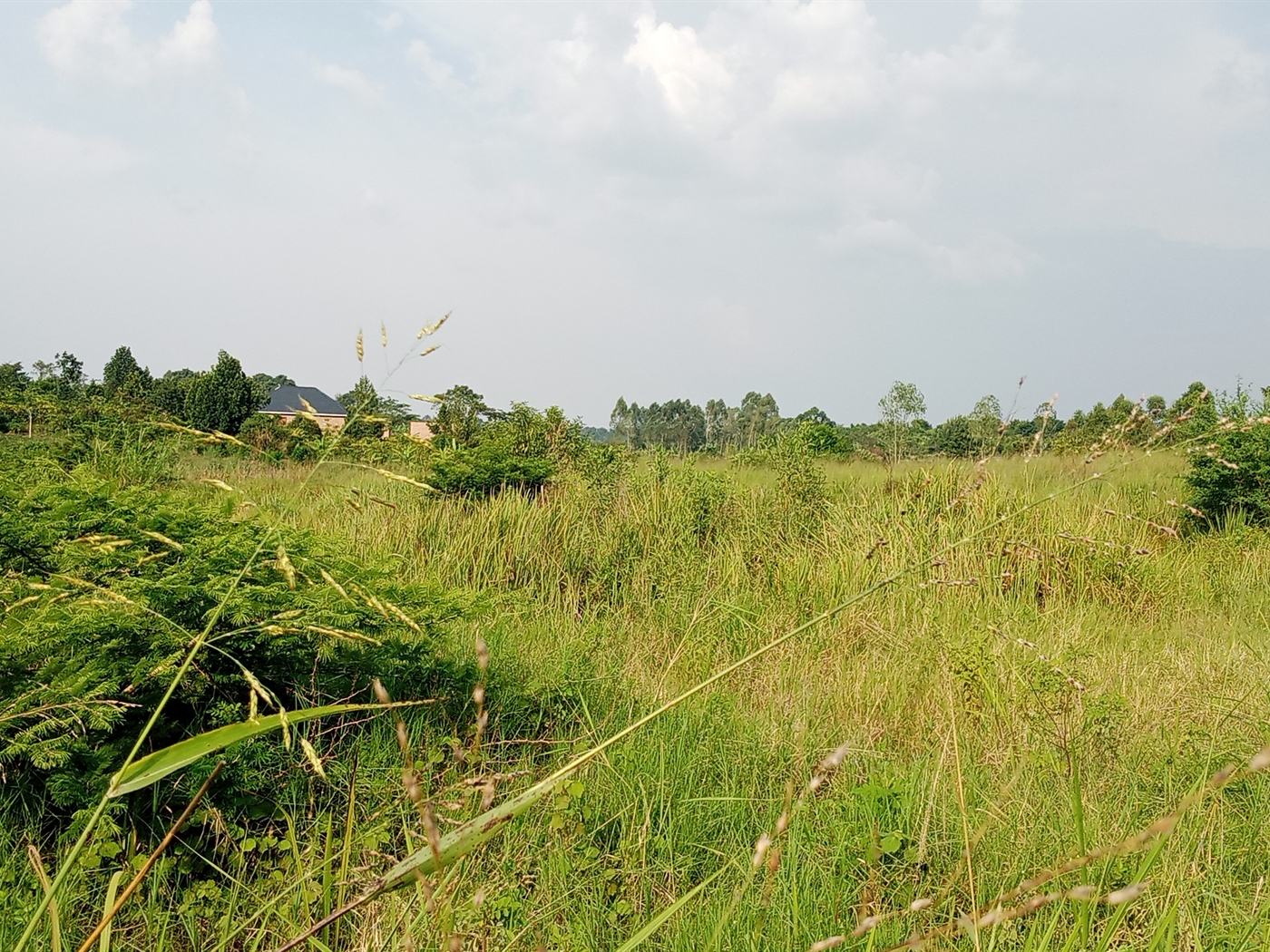 Agricultural Land for sale in Ziloobwe Luweero