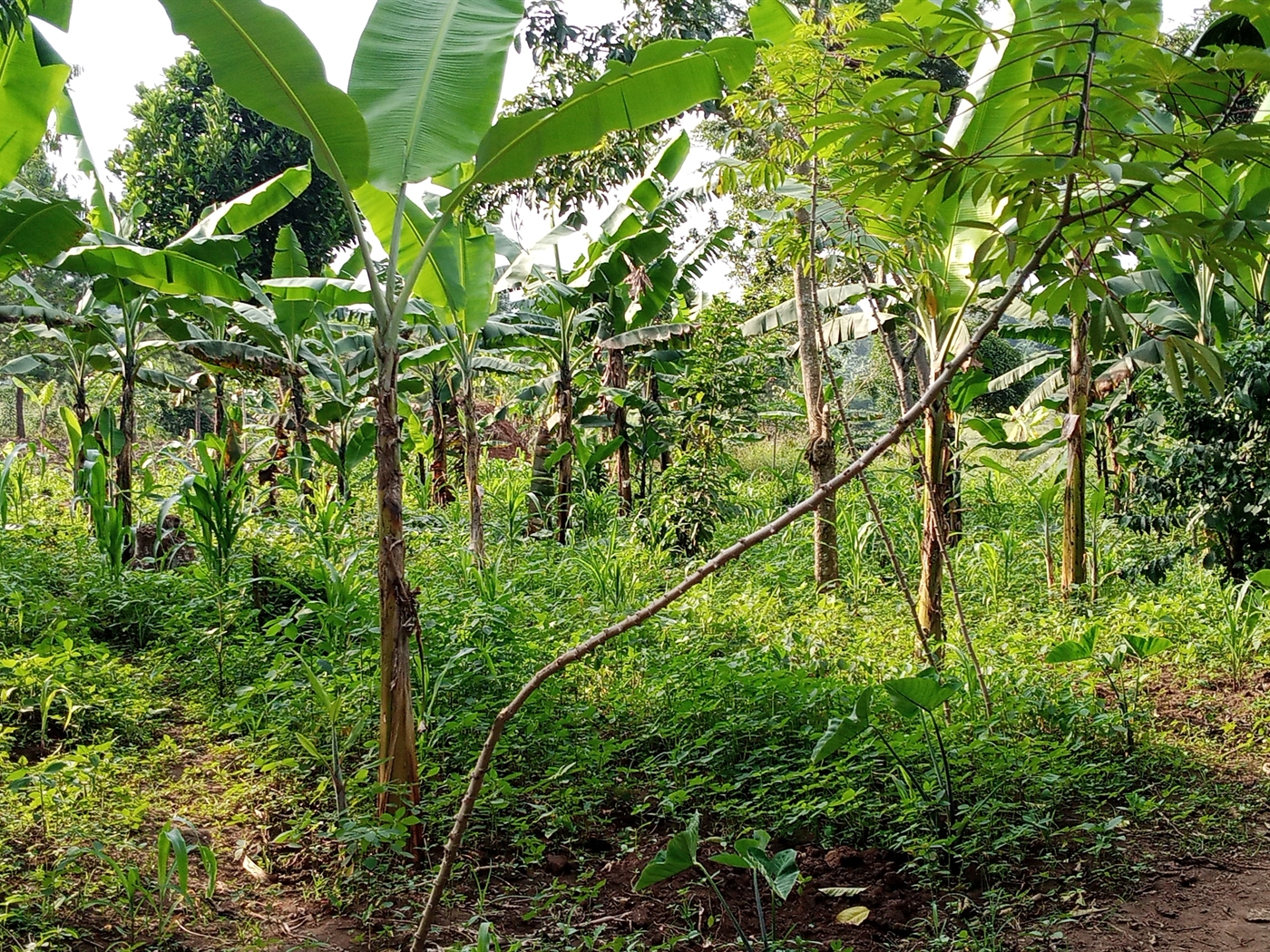 Agricultural Land for sale in Ziloobwe Luweero