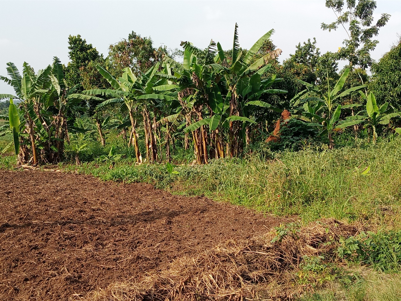 Agricultural Land for sale in Ziloobwe Luweero