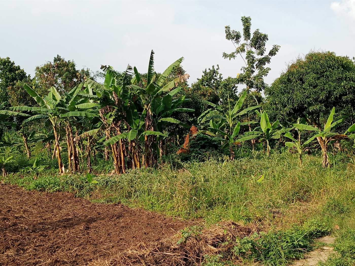 Agricultural Land for sale in Ziloobwe Luweero