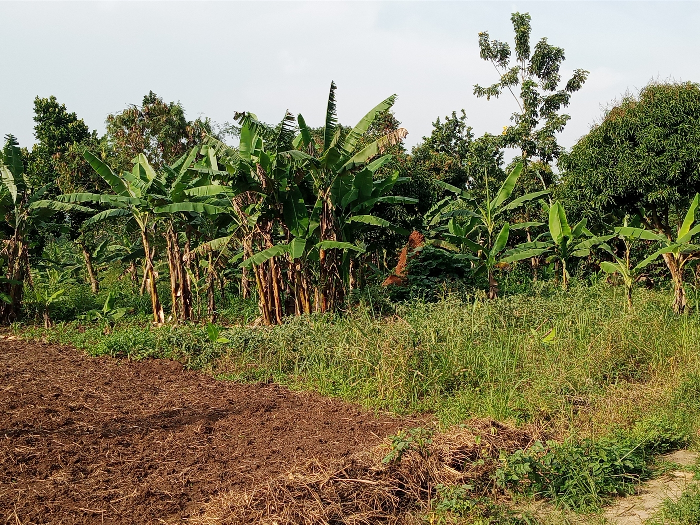 Agricultural Land for sale in Ziloobwe Luweero