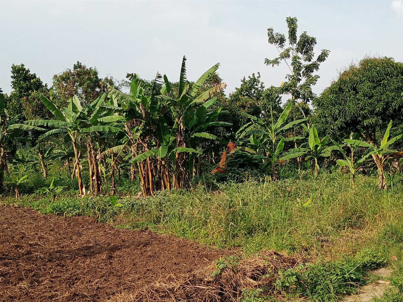 Agricultural Land for sale in Ziloobwe Luweero