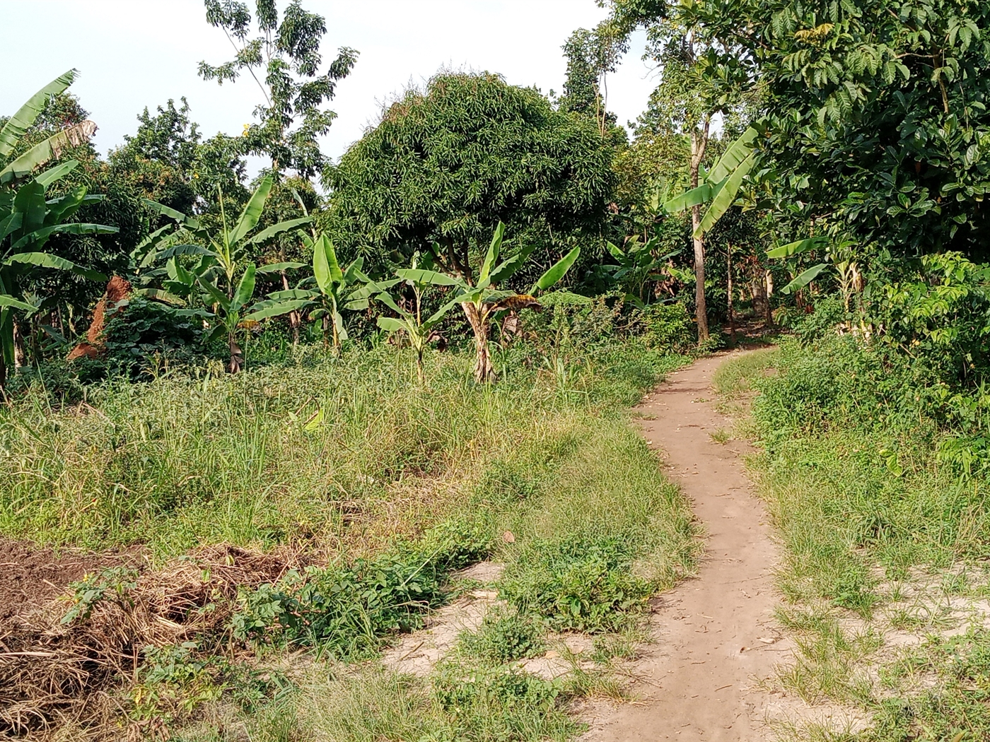 Agricultural Land for sale in Ziloobwe Luweero