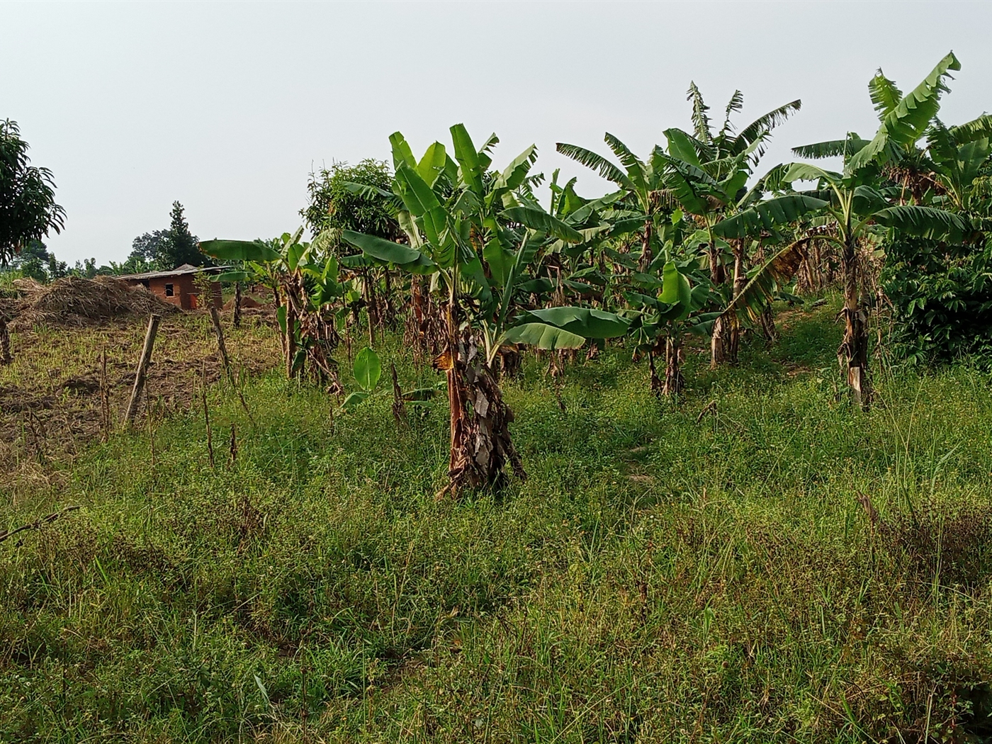 Agricultural Land for sale in Ziloobwe Luweero