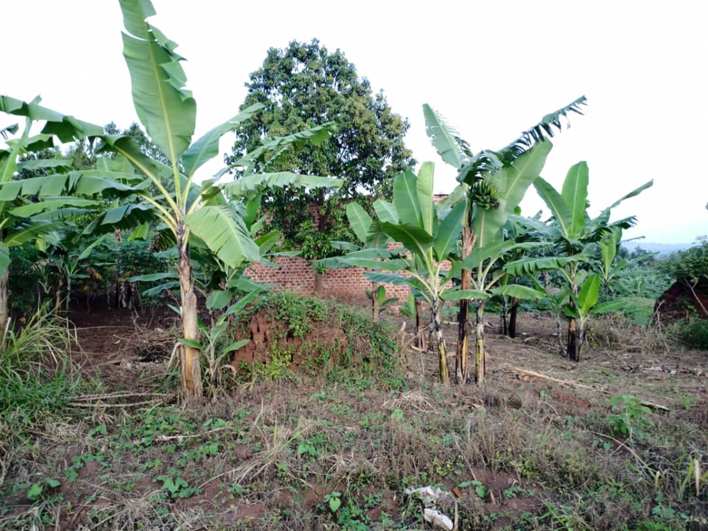 Agricultural Land for sale in Kikyuusa Luweero