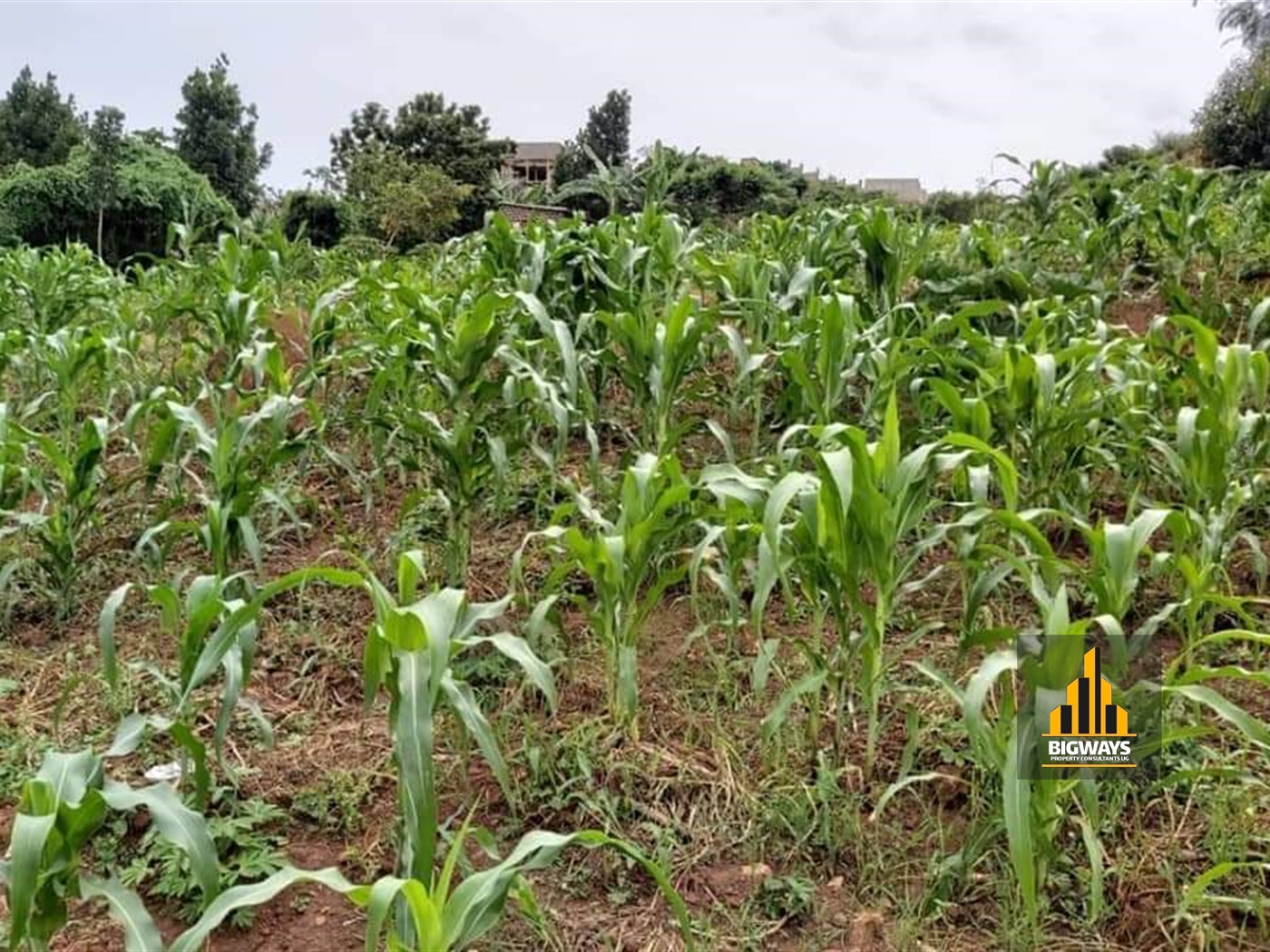 Residential Land for sale in Namulanda Wakiso