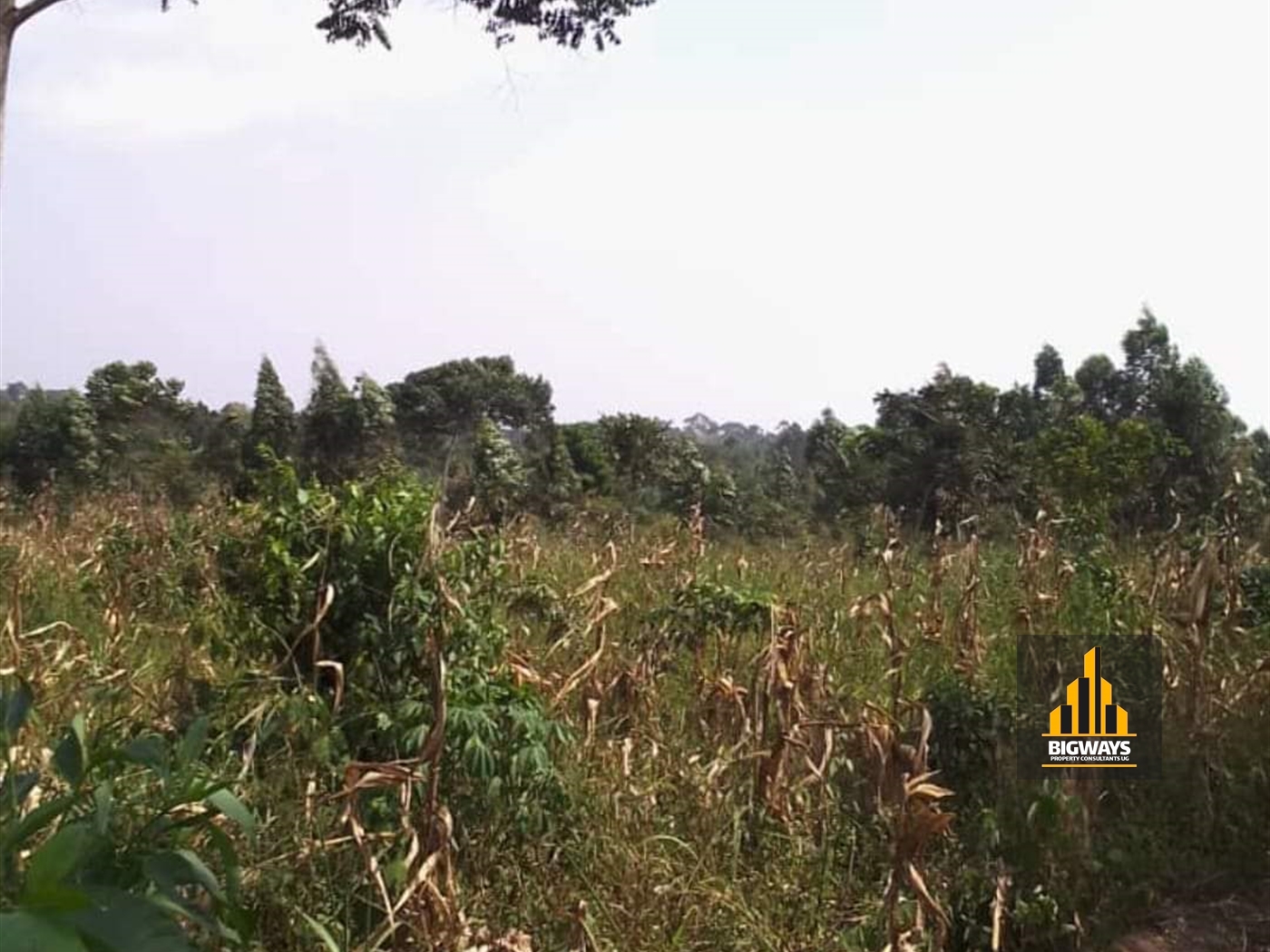 Agricultural Land for sale in Kisoga Mukono